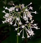 Largeflower valerian