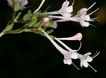 Largeflower valerian