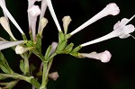 Largeflower valerian