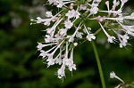 Largeflower valerian