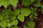 Largeflower valerian