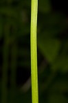 Largeflower valerian