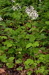 Largeflower valerian