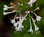 Largeflower valerian