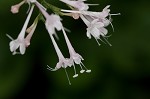 Largeflower valerian