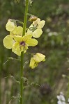 Moth mullein