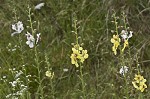 Moth mullein