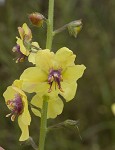 Moth mullein