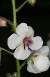 Moth mullein