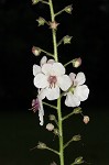 Moth mullein