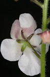 Moth mullein