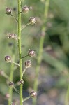 Moth mullein