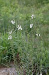 Moth mullein