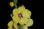 Wand mullein