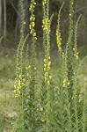 Wand mullein