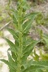 Wand mullein