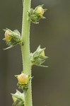 Wand mullein