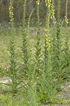 Wand mullein