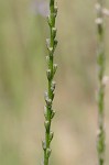 Herb of the cross