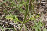 Herb of the cross