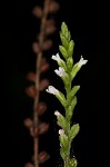 White vervain