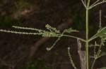 White vervain