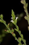 White vervain