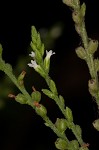 White vervain