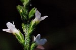 White vervain