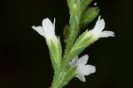 White vervain