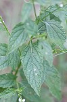 White vervain