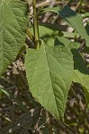 Yellow crownbeard