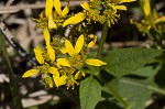 Yellow crownbeard