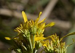 Yellow crownbeard