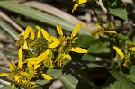 Yellow crownbeard