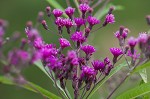 Giant ironweed