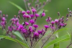 Giant ironweed