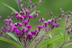 Giant ironweed