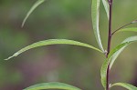 Giant ironweed