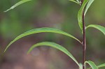 Giant ironweed