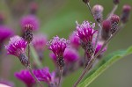 Giant ironweed