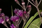 Giant ironweed