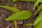 Giant ironweed