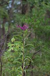 Giant ironweed