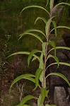 Giant ironweed