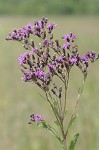 Giant ironweed