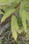 Giant ironweed