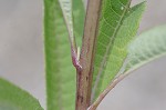 Giant ironweed