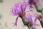 Giant ironweed