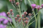 Giant ironweed